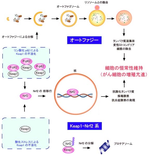 図 オートファジーとKeap1-Nrf2系とその連動機構