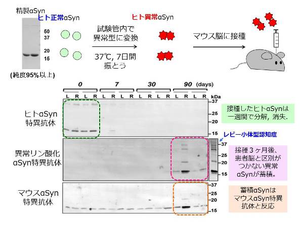 図２：異常型αシヌクレイン接種実験の模式図（上段）とマウスの不活性αシヌクレインの解析（下段）