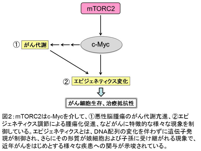 図２