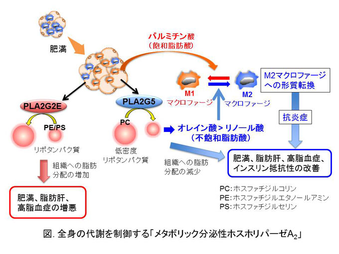 図１