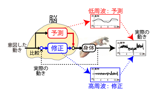 図２：運動制御の予測と修正の分離