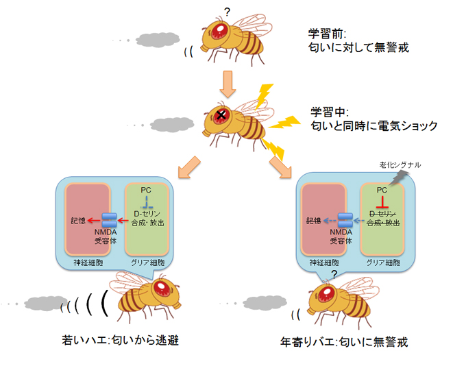 PCによる加齢性記憶障害の発現