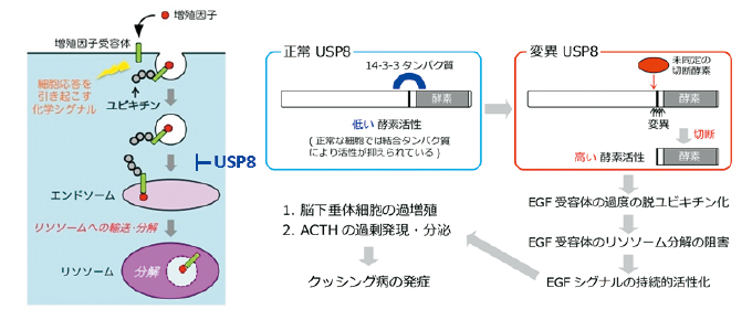 USP8遺伝子の変異によるクッシング病の発症の分子機構