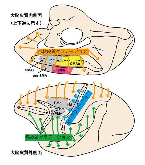 図1 前頭葉の７つの運動野と３つのグラデーション