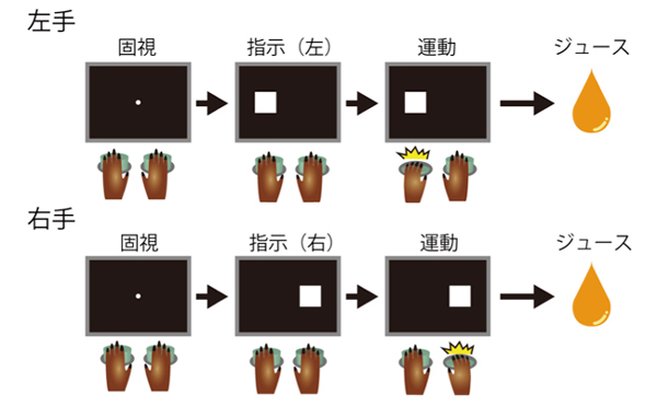 図２ 行動課題