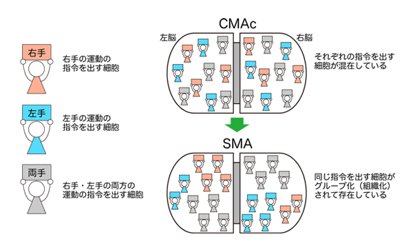 図３ 未分化の構造 （CMAc） と組織化された構造 （SMA） の概念図