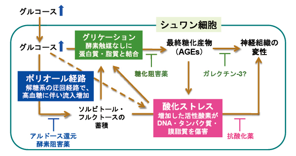 図2 糖尿病性神経障害の成因 − シュワン細胞における代謝異常<