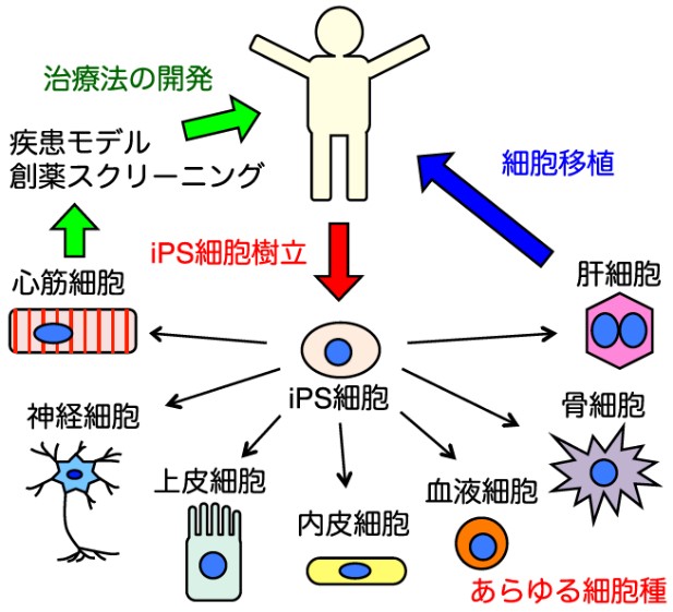 図1 iPS細胞が広げる再生医療の可能性