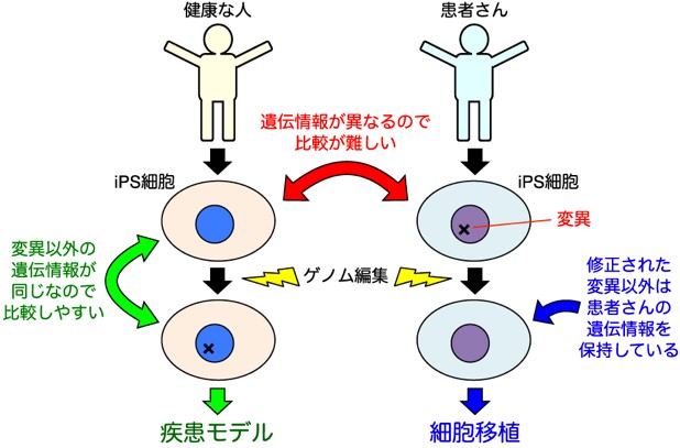 図2 iPS細胞のゲノム編集による研究