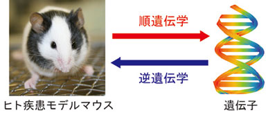 医学研究のためのマウス遺伝学の二つの柱