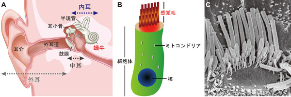 図2 音の伝達経路と「音を聞く細胞、内耳有毛細胞」