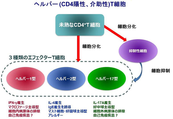 図2 ヘルパーＴ細胞の分化