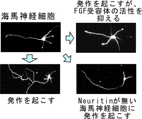 図 Neuritinによる軸索分枝形成