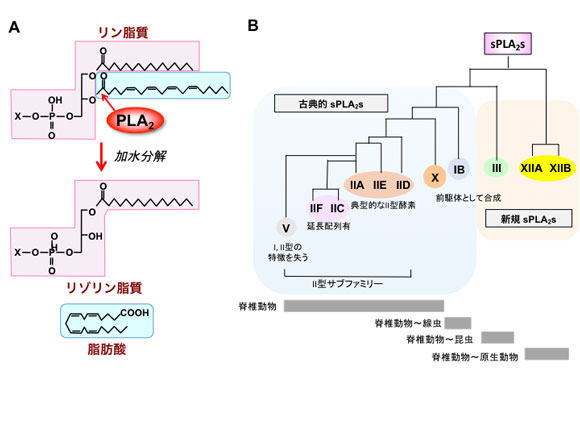 PLA2反応（A）とsPLA2の分類（B）