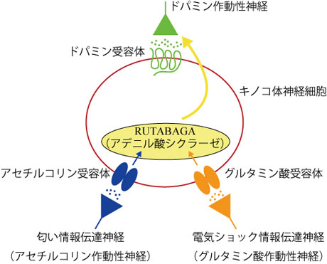 図