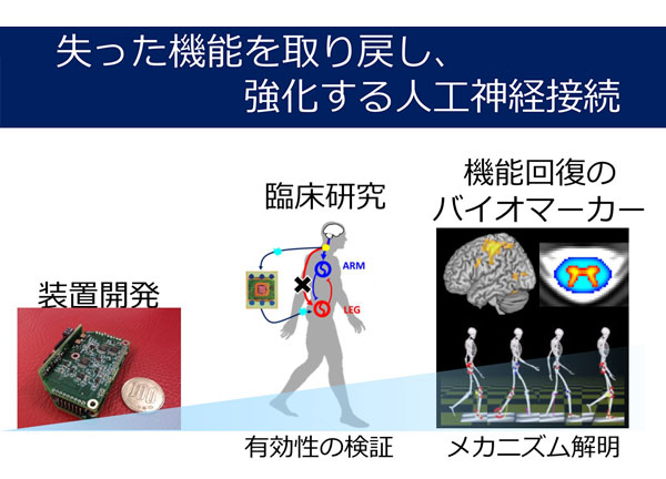 失った機能を取り戻し、強化する人工神経接続