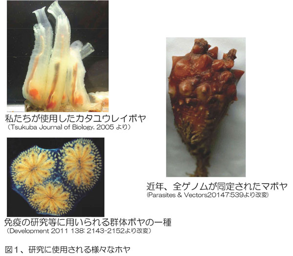 研究に使用される様々なホヤ