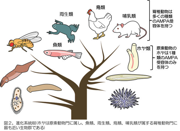 進化系統樹