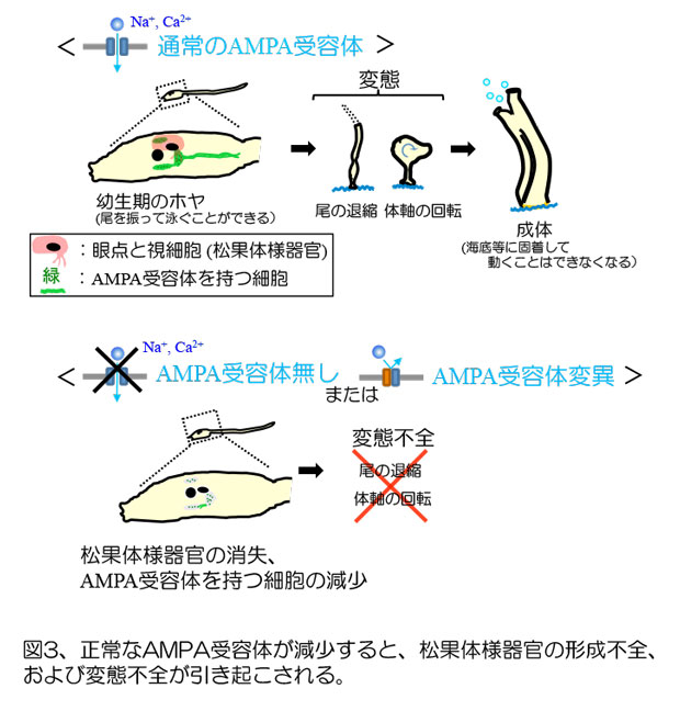 正常なAMPA受容体が減少すると松果体様器官の形成不全および変態不全が引き起こされる