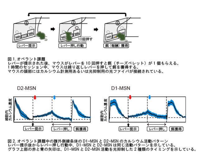 オペラント課題