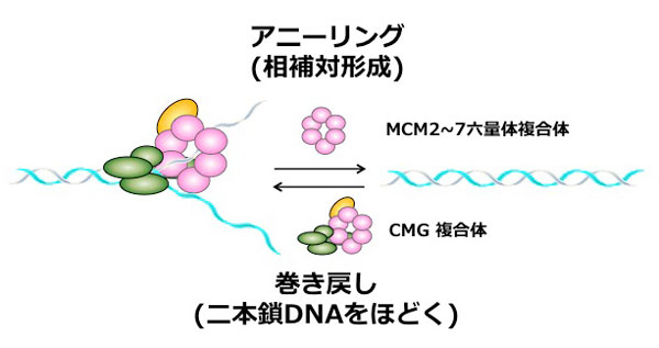 Mcm2〜7六量体複合体のDNAヘリカーゼとアニーリング(相補対形成)活性イメージ