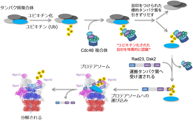 Cdc48/p97とRad23/Dsk2を介した間接的な経路がプロテアソーム依存的タンパク質分解の主要経路