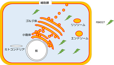 図3：細胞のリソソーム