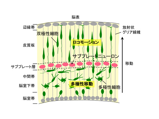 放射状神経細胞移動の模式図