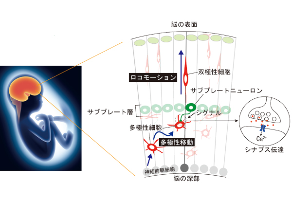 サブプレートニューロンは移動様式の変換を促す