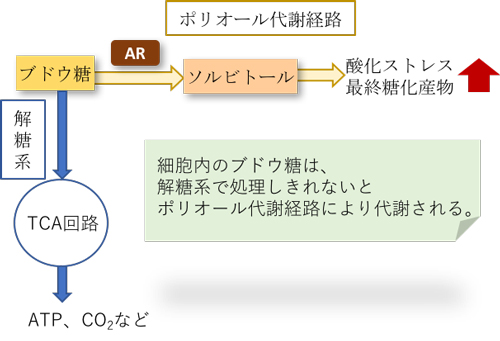 細胞内のブドウ糖の代謝