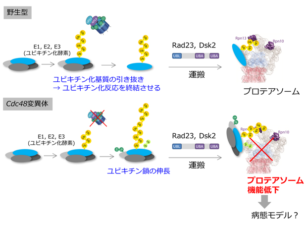 図2