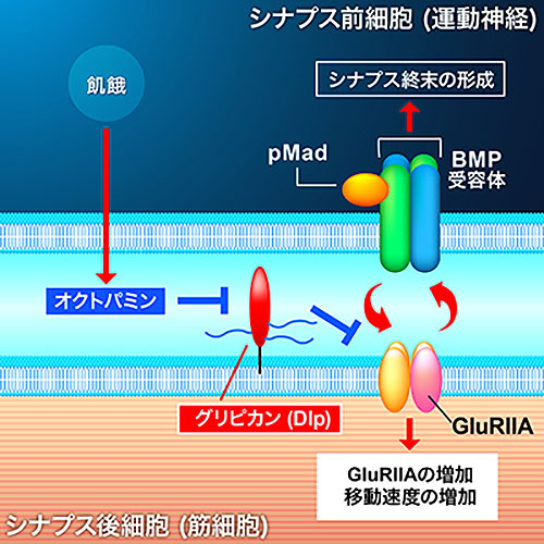 シナプスと行動の可塑的変化におけるグリピカン（Dlp）の作用機序