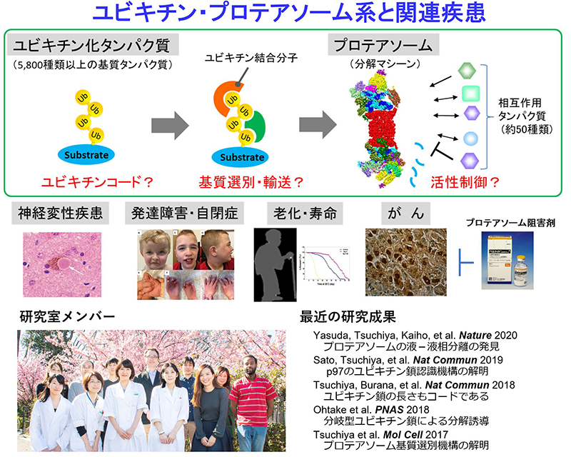 ユビキチン・プロテアソーム系と関連疾患