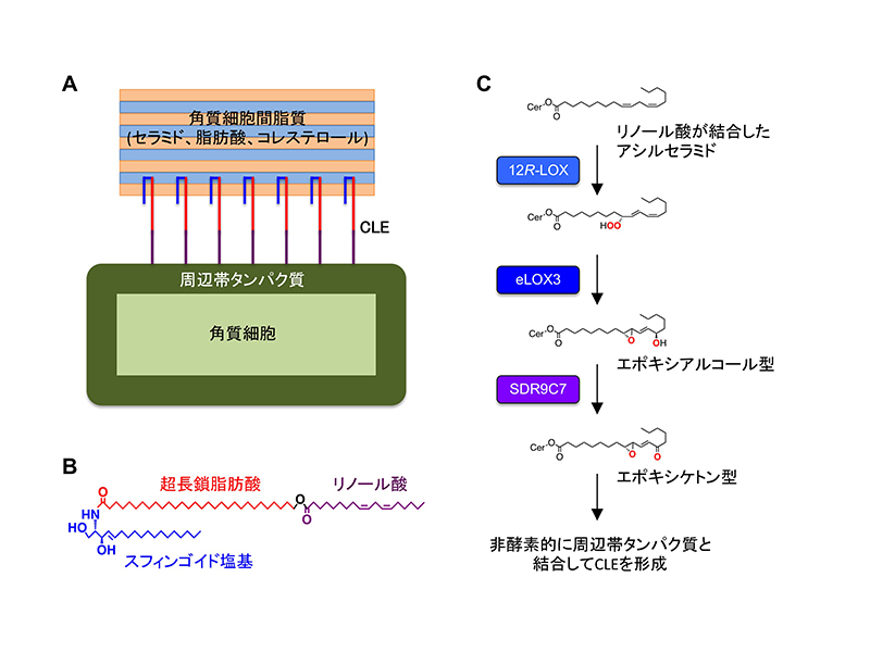 皮膚バリアとアシルセラミド代謝経路