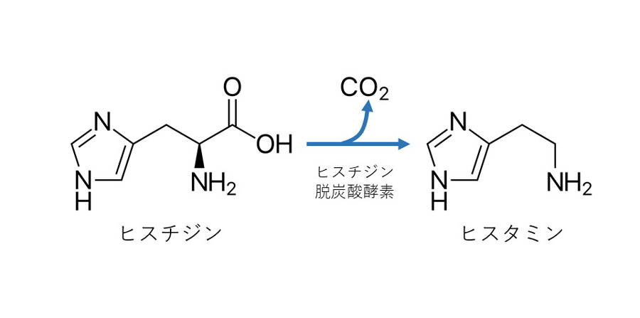 ヒスチジンからヒスタミンへの合成