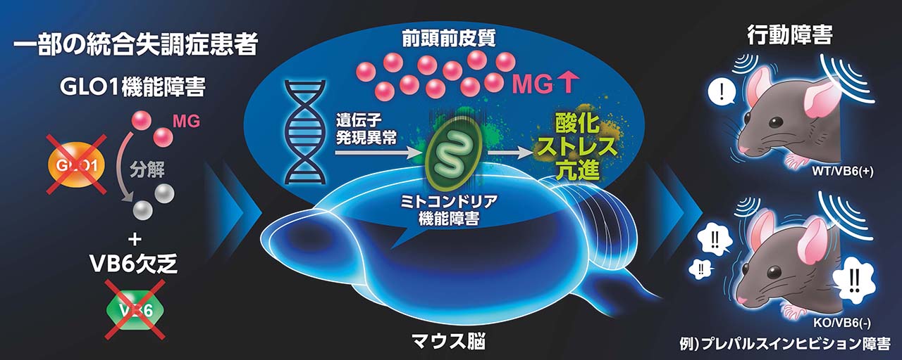 メチルグリオキサール除去機構の障害が統合失調症様行動異常を生じるメカニズム