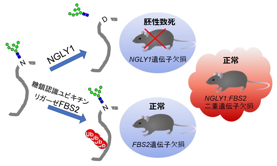 NGLY1とFBS2の糖タンパク質に対する作用機序と遺伝子欠損マウスの表現型