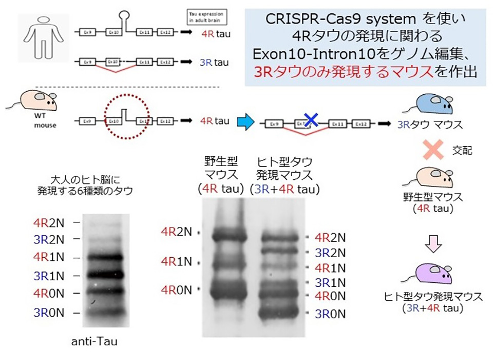 図1 ヒト型タウ発現(3R:4R≒1:1で発現する)マウスの作出