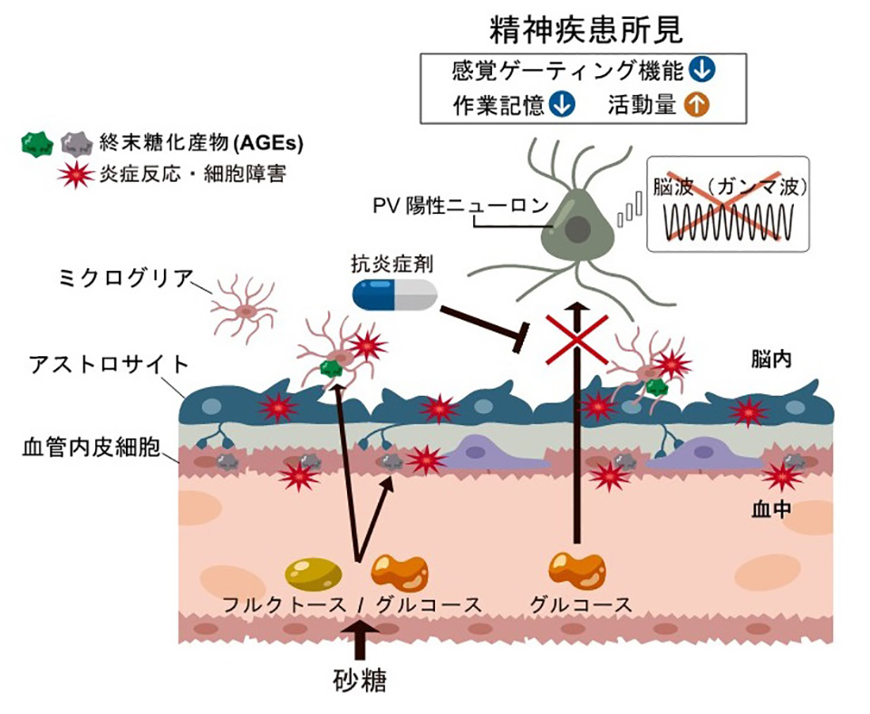 図 作出した精神疾患モデルマウスの概念図