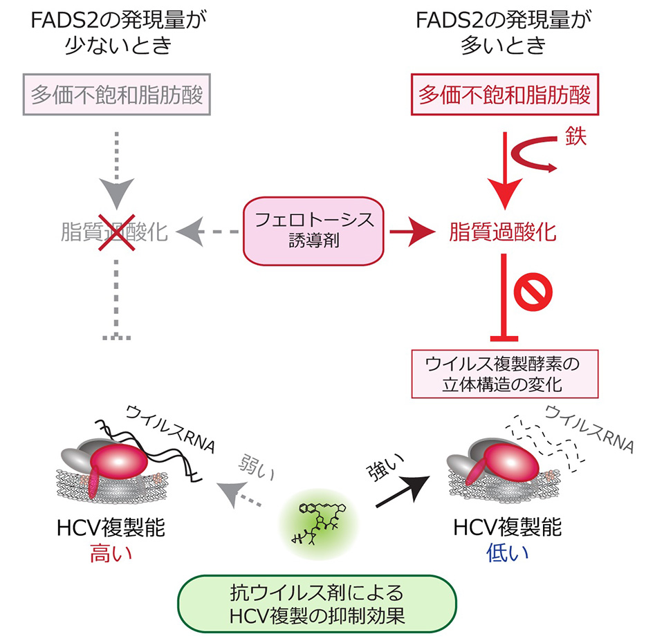 フェロトーシス誘導剤