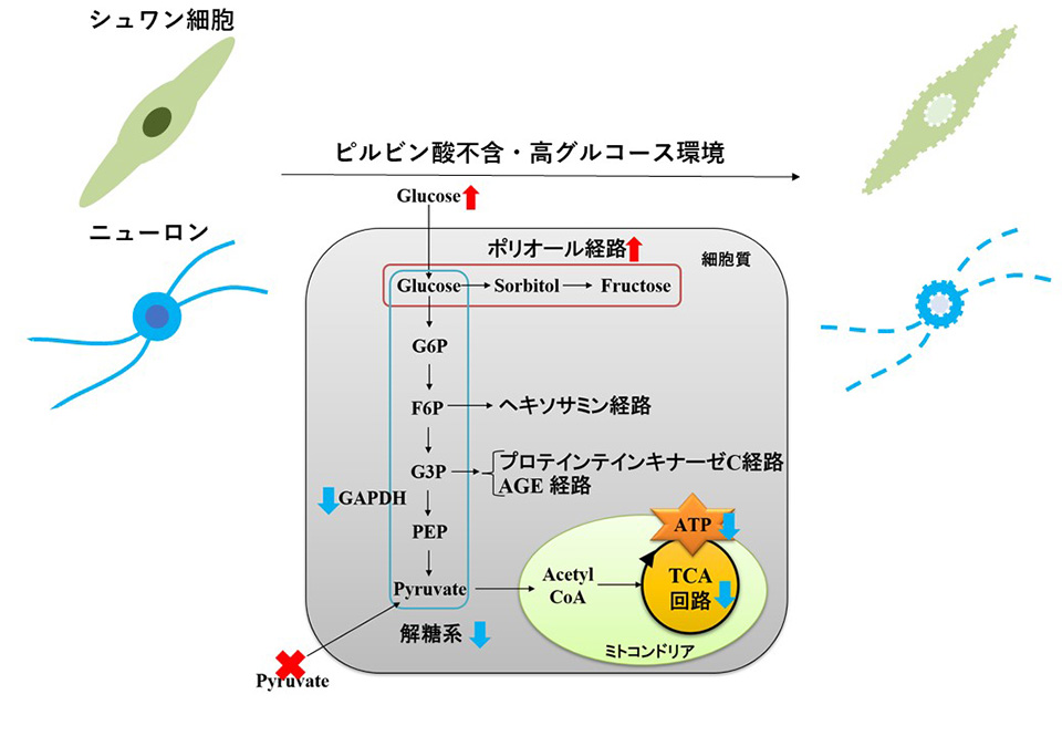 図 高グルコース・外因性ピルビン酸欠乏負荷による細胞死の概略