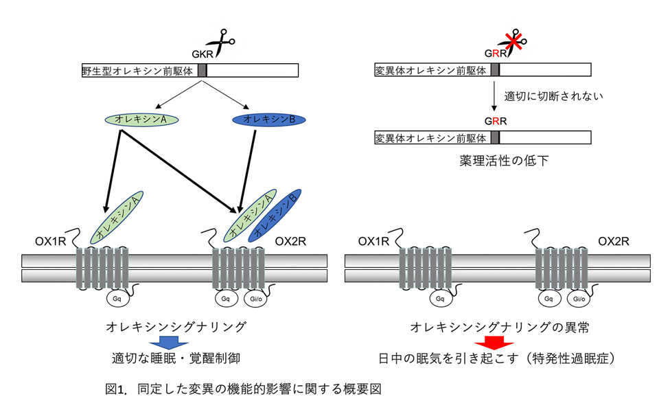 図 同定した変異の機能的影響に関する概要図