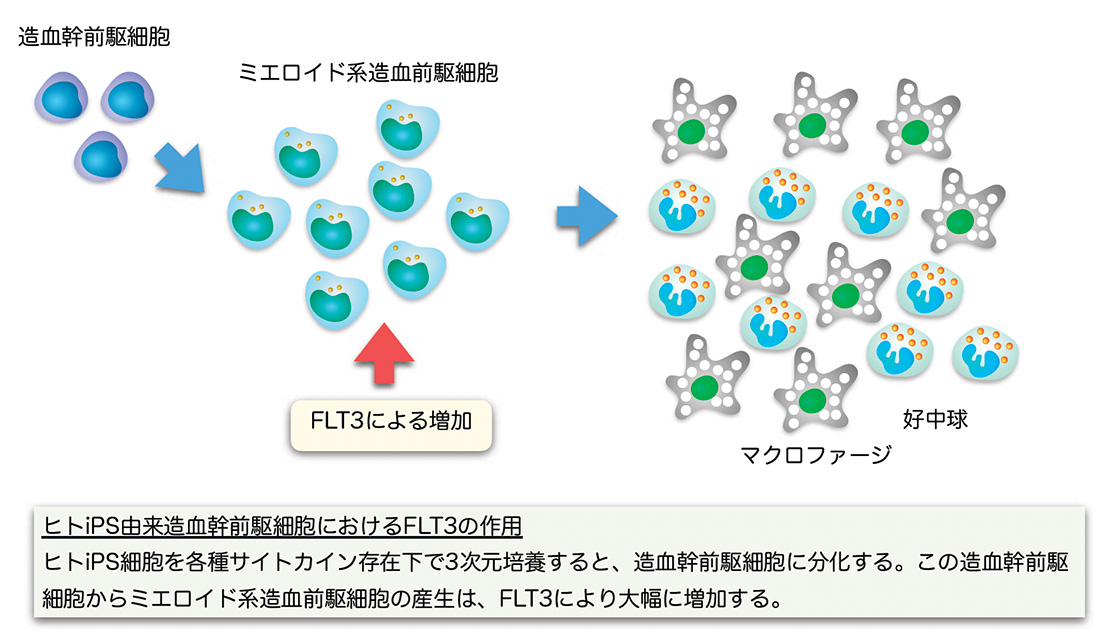 表1 患者群で長鎖アシルカルニチン濃度が低値を示す