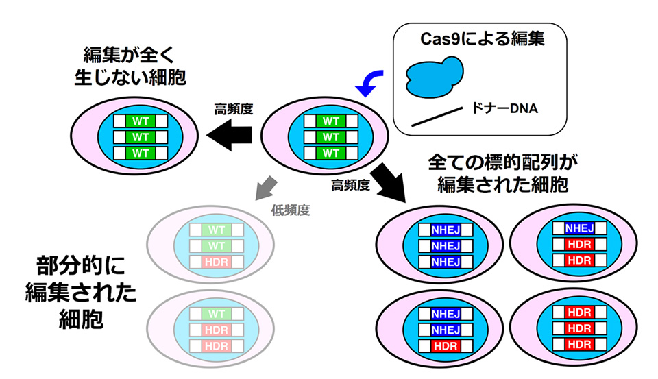 図A、図B