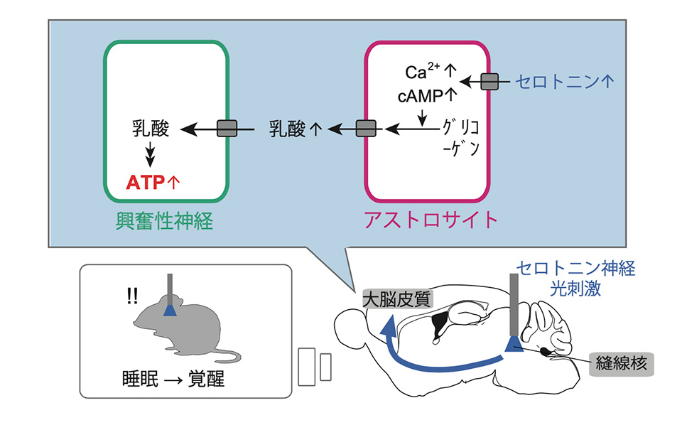 図：セロトニン神経による脳内エネルギー代謝調節のメカニズム