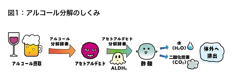 図1.アルコール分解のしくみ