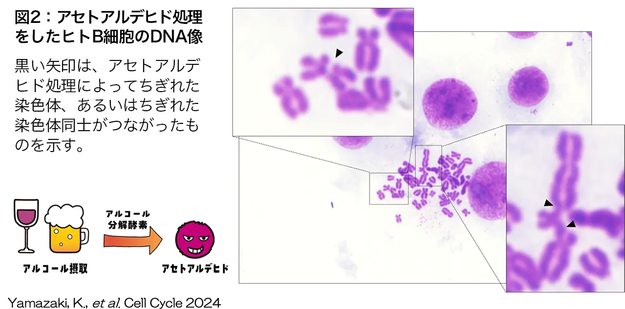 図2.アセトアルデヒド処理をしたヒトB細胞のDNA像