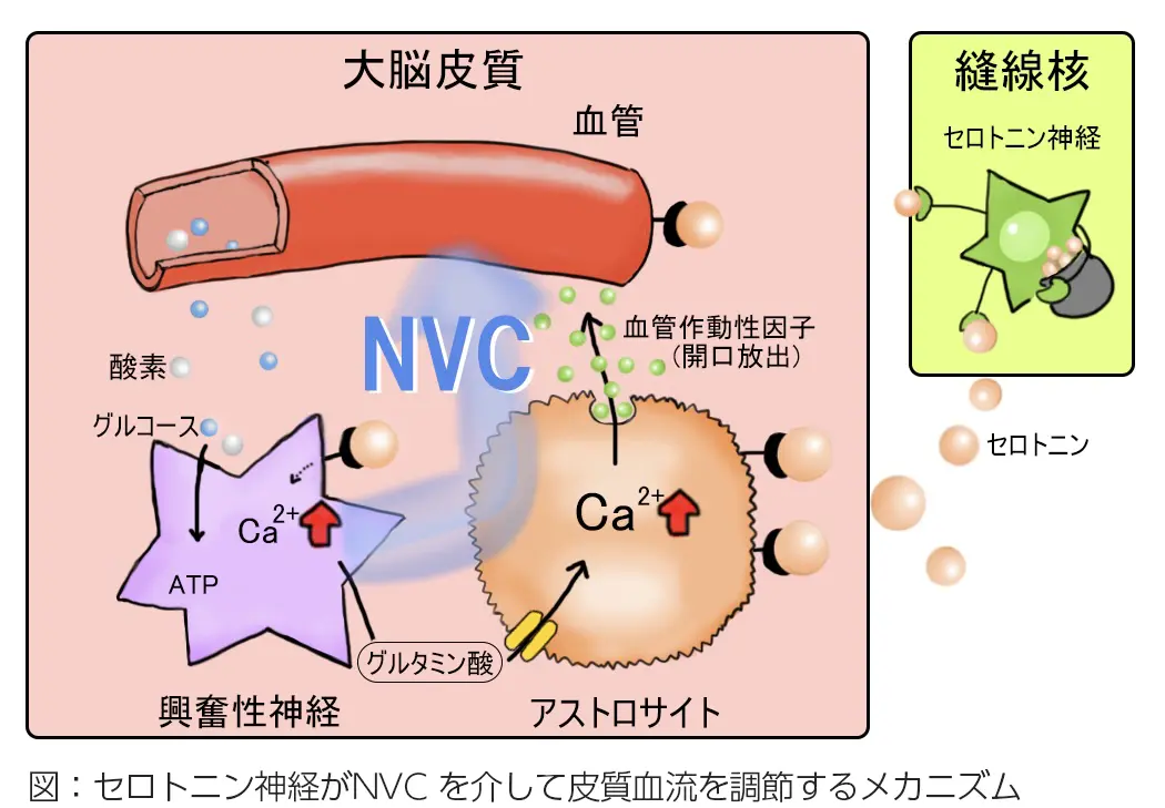 図：セロトニン神経が NVC を介して皮質血流を調節するメカニズム