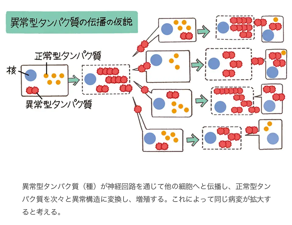 図3：異常タンパク質の伝播イメージ図