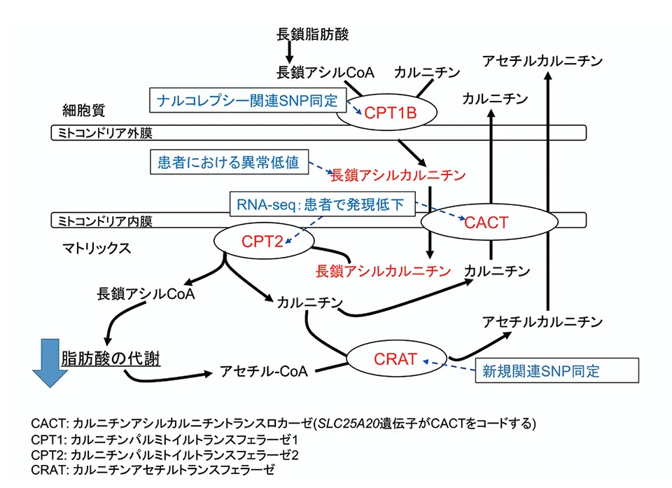 図１：ナルコレプシーにおける脂肪酸代謝とカルニチンシャトルの機能低下